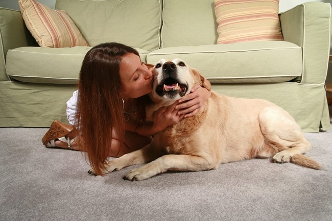 Baking soda to remove dog urine